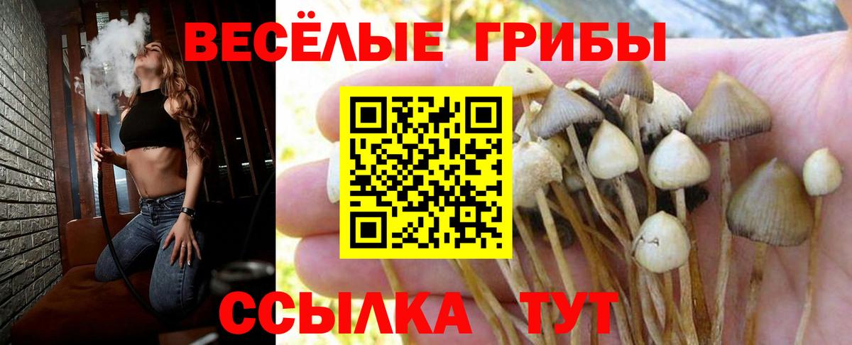 Краснознаменск  Псилоцибиновые грибы Cubensis  Вход с VPN 